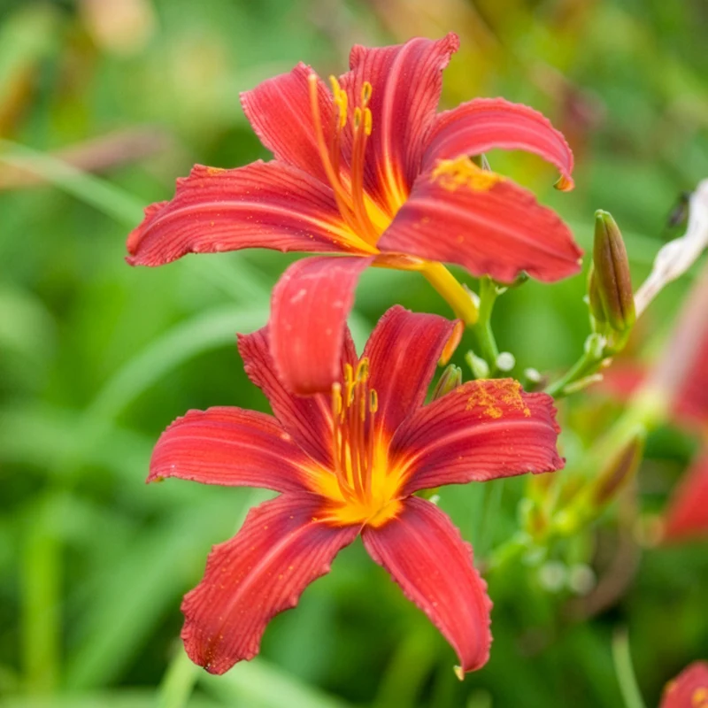 Taglilien ‘Crimson Pirate’ (x3)