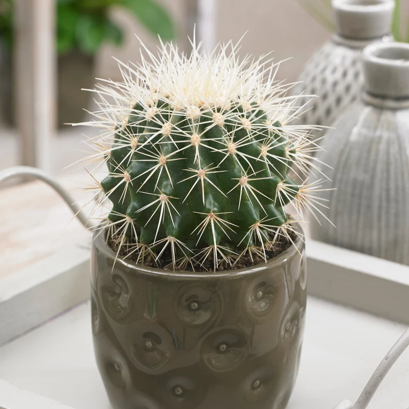 Schwiegermutterstuhl Echinocactus grusonii
