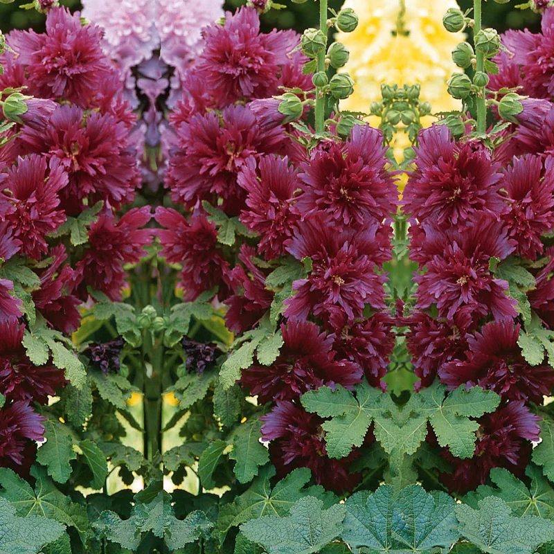 Stockrose ‘Spring Celebrities Purple’