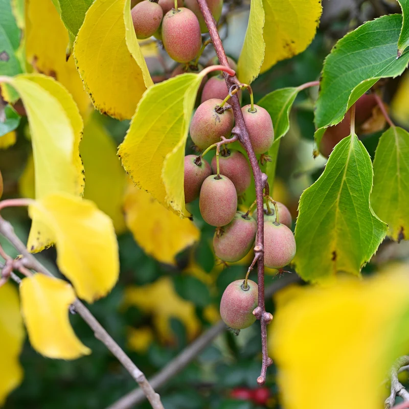 Rotes Kiwi-Paar Weiki ® Plus (1 Männchen + 1 Weibchen)