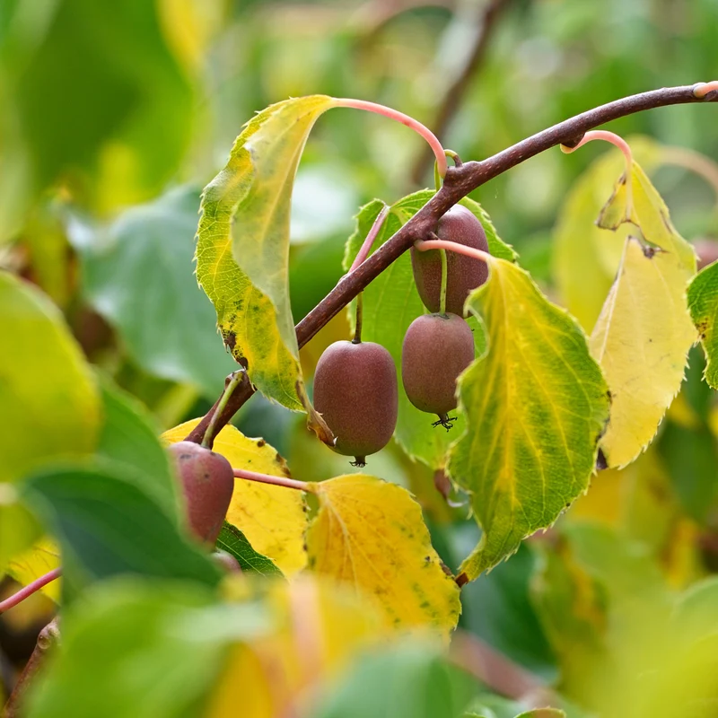 Rotes Kiwi-Paar Weiki ® Plus (1 Männchen + 1 Weibchen)
