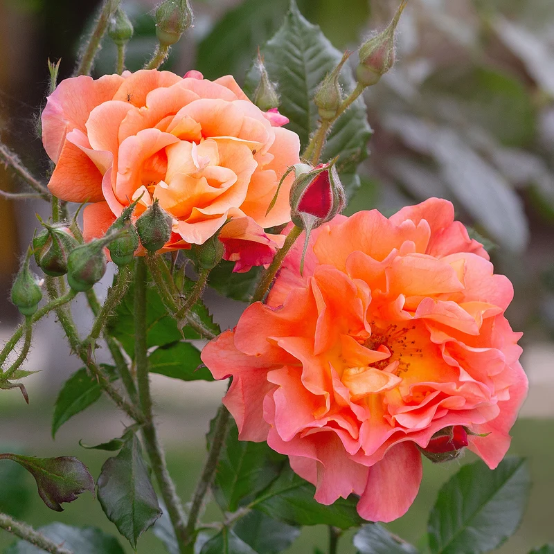 Strauchrose Westerland