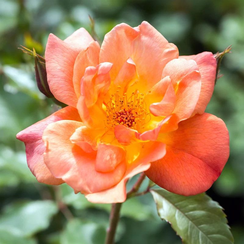 Strauchrose Westerland