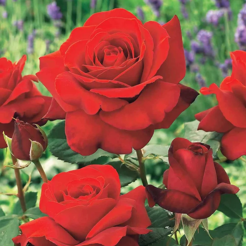 Strauchrose Duftzauber 84
