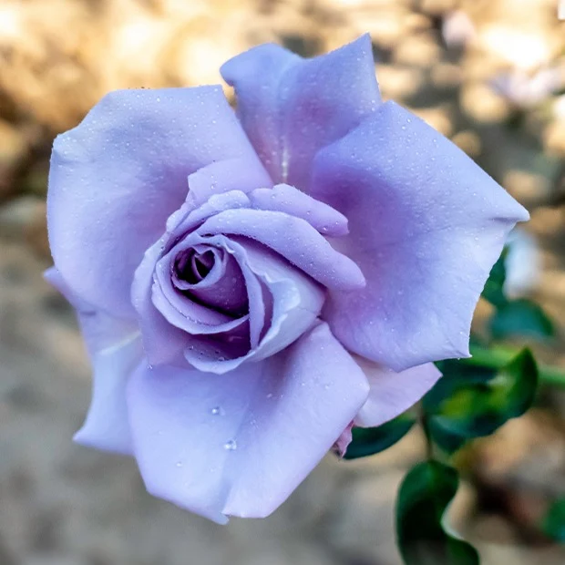 Rose ‘Blue Moon’