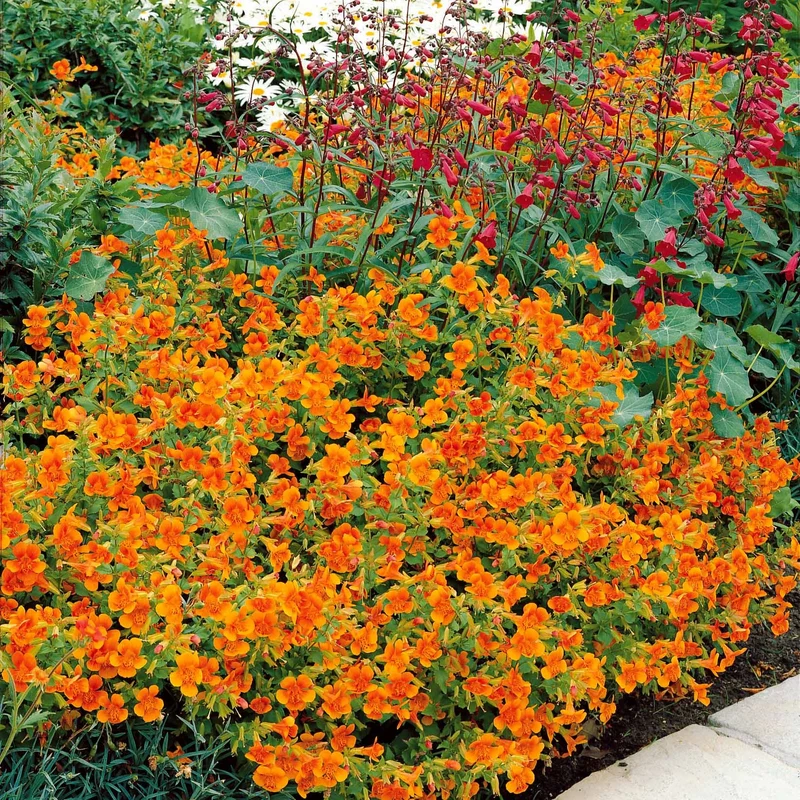 Garten-Gauklerblume (x5)