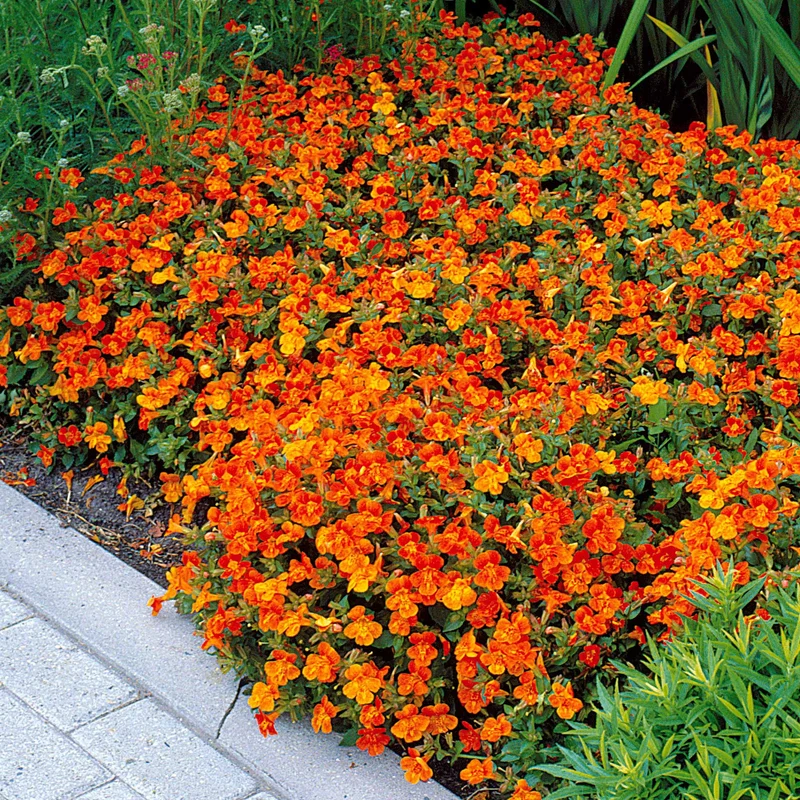 Garten-Gauklerblume (x5)