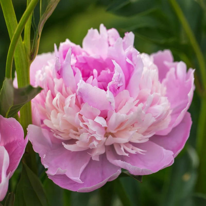 Pfingstrose Paeonia 'Sorbet'