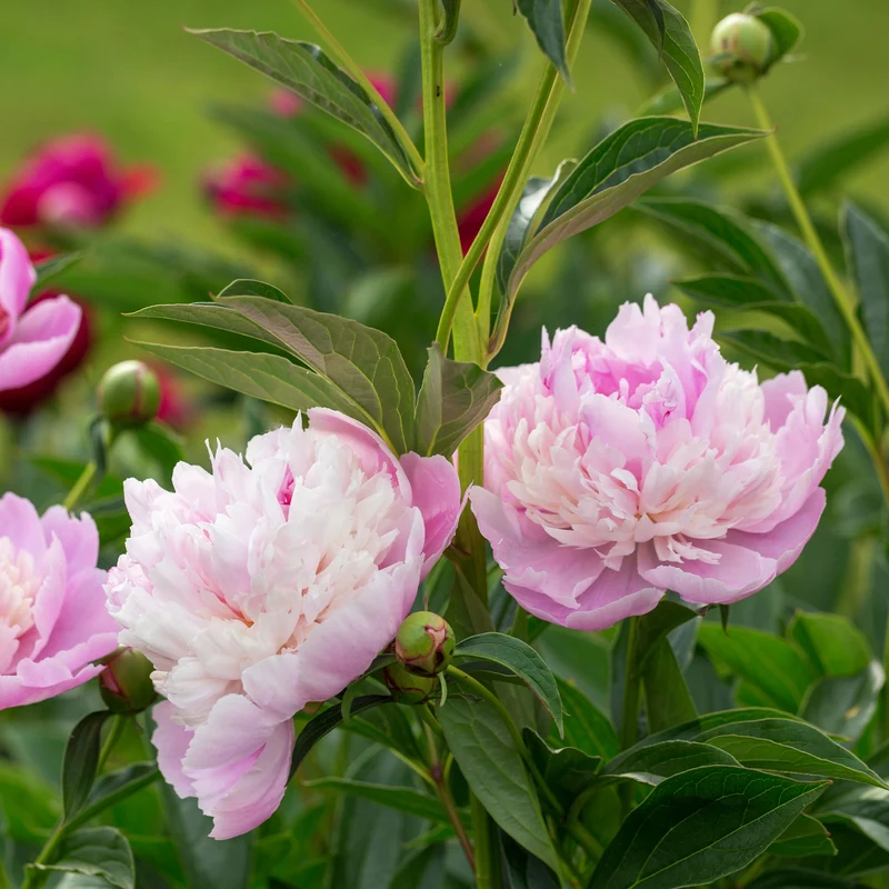 Pfingstrose Paeonia 'Sorbet'