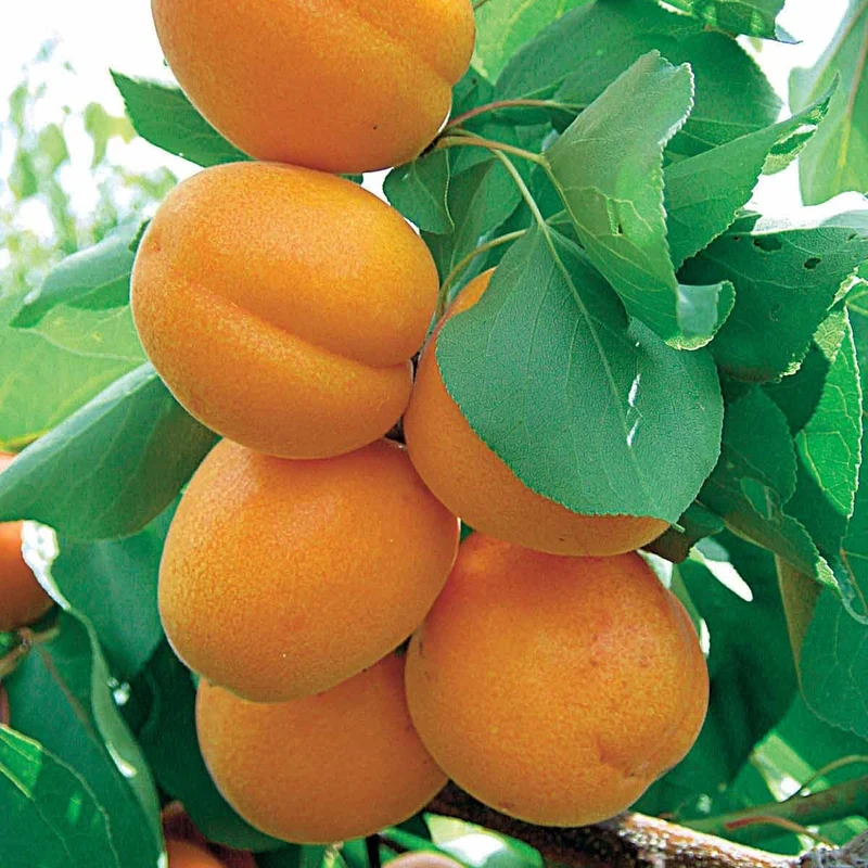Aprikose ‘Polonais’