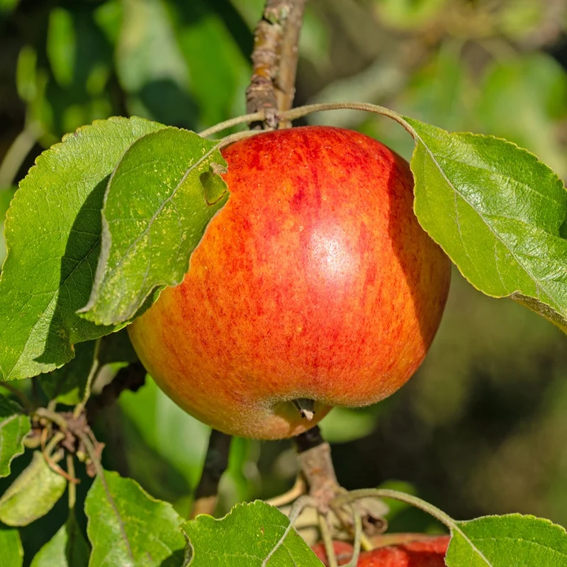 Apfelbaum ‘Reine des Reinettes’