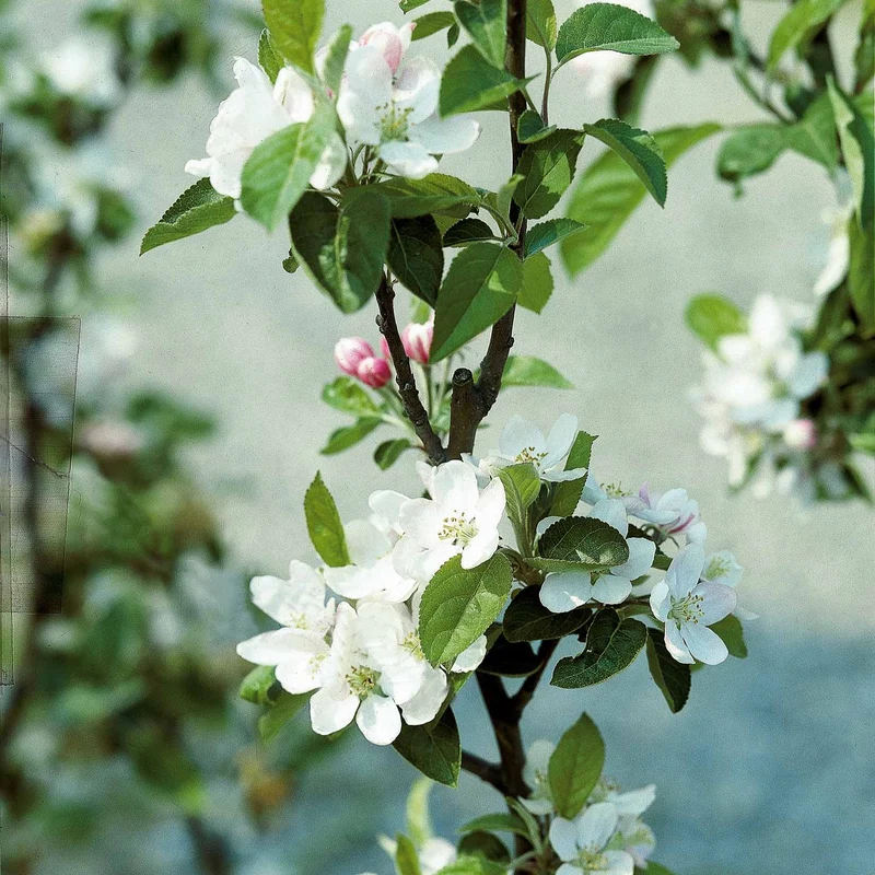 Apfelbaum ‘Reine des Reinettes’