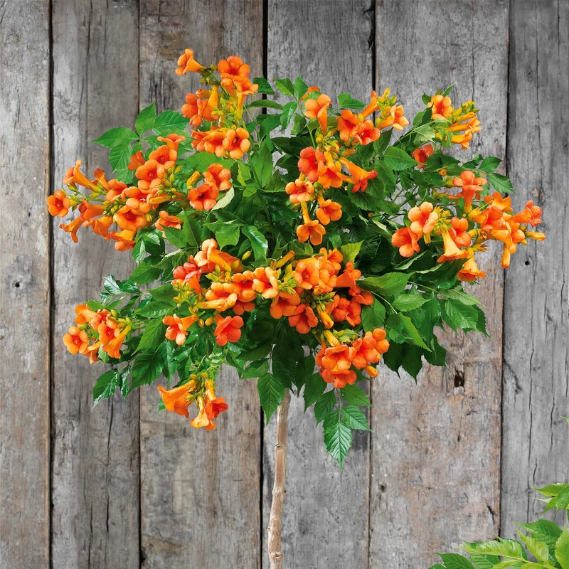 Trompetenblume 'Indian Summer'