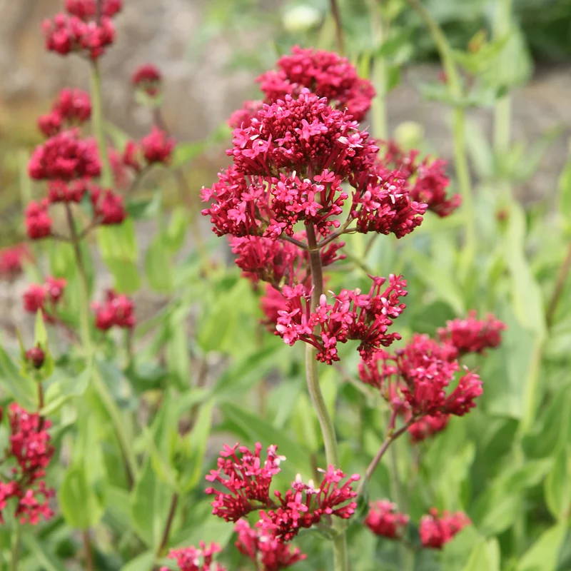 Rote Spornblume
