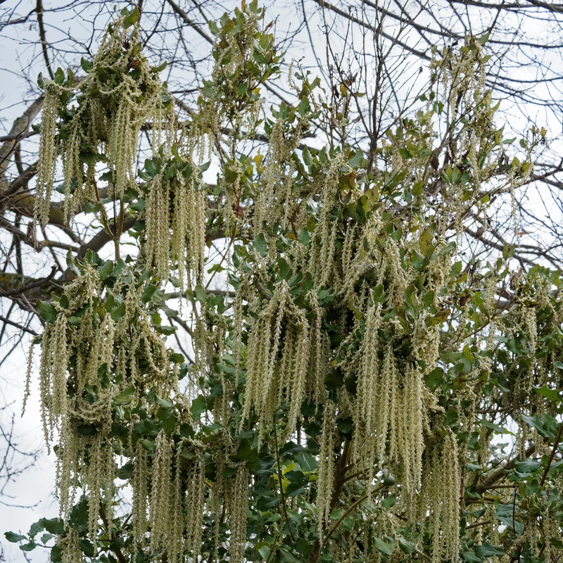 Garrya