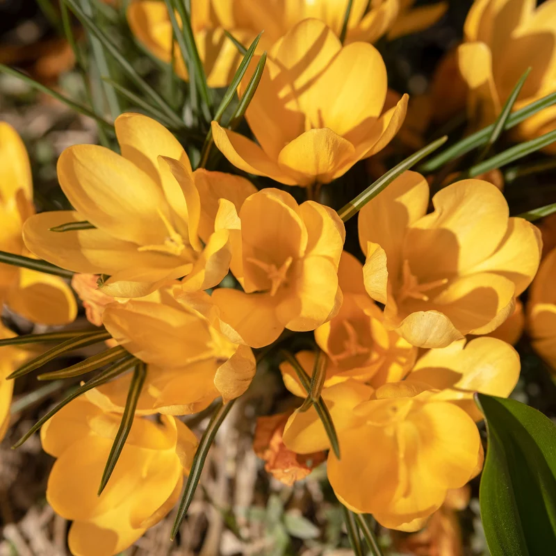 Krokusse Gelbe Riesen (x15)