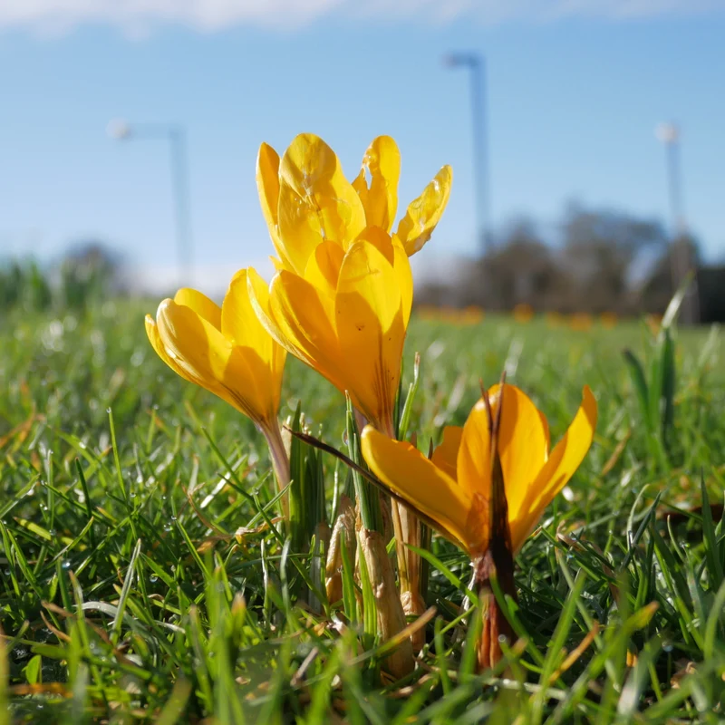 Krokusse Gelbe Riesen (x15)