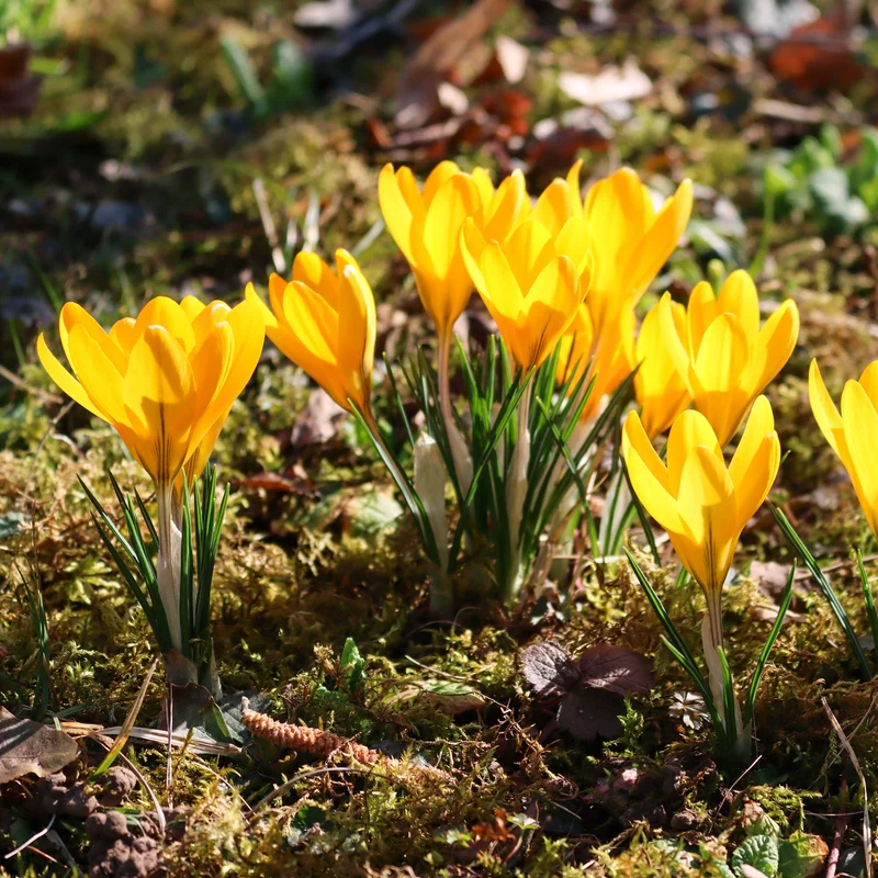 Krokusse Gelbe Riesen (x15)