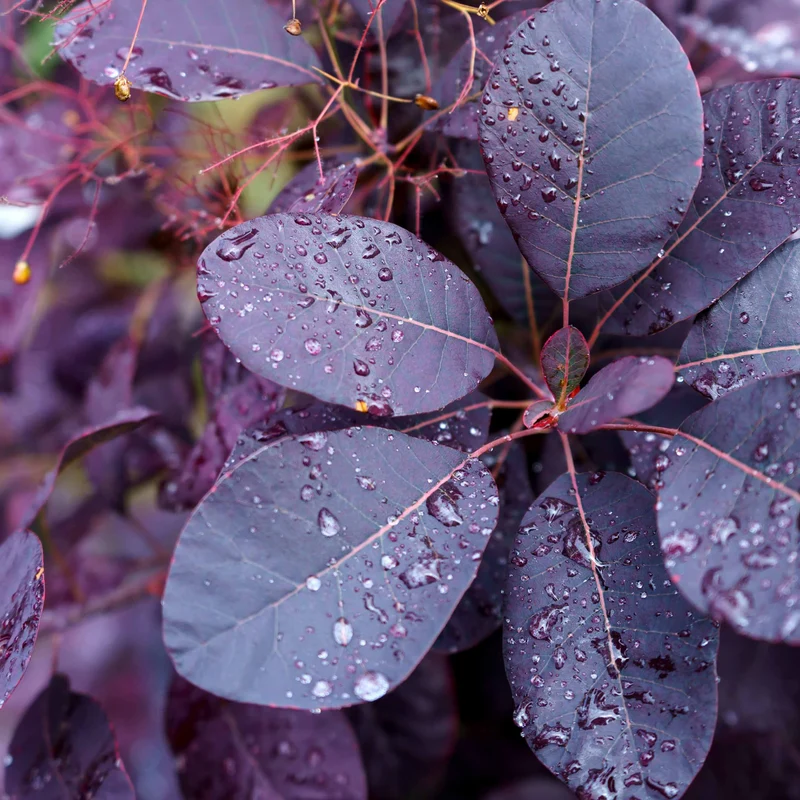 Perückenstrauch Royal Purple