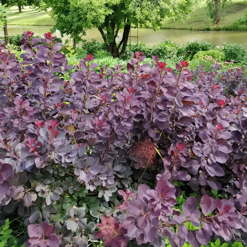Perückenstrauch Royal Purple