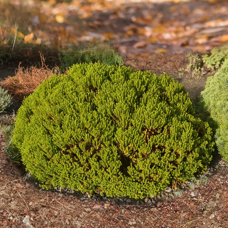 Strauch-Ehrenpreis ‘Emerald Green’