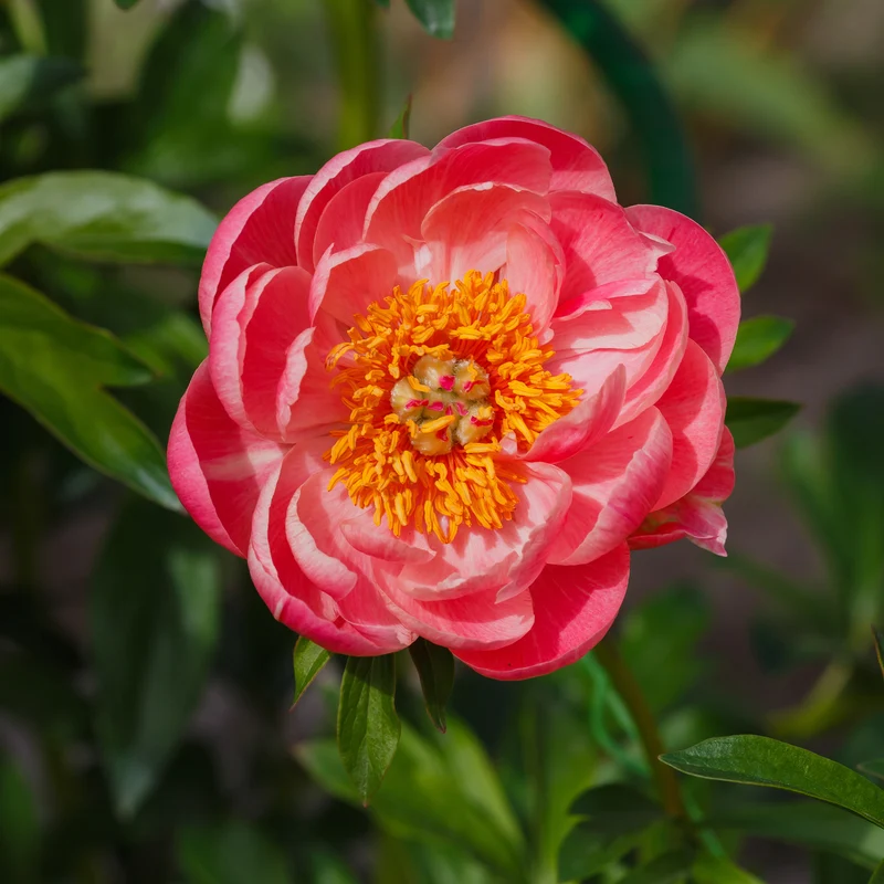 Pfingstrose Paeonia 'Coral Sunset'