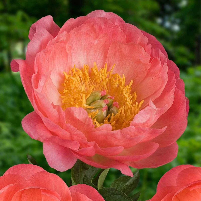Pfingstrose Paeonia 'Coral Sunset'