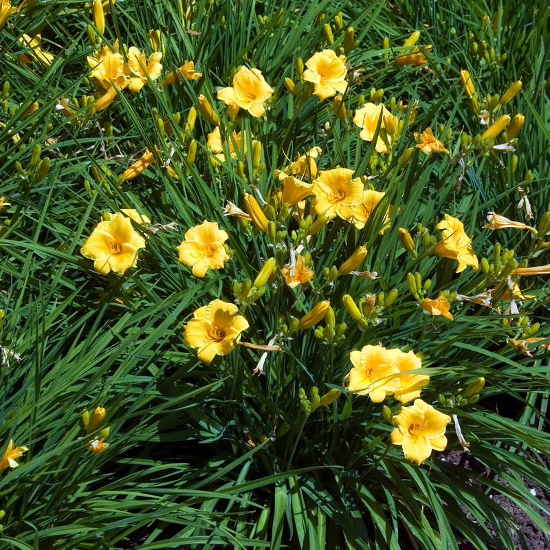 Taglilie ‘Stella de Oro’