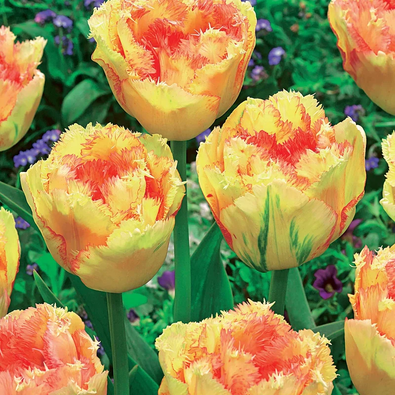 Gefranste Tulpen Kollektion: 'Queensland' + 'Mascotte' + 'Vaya con Dio' (x15)