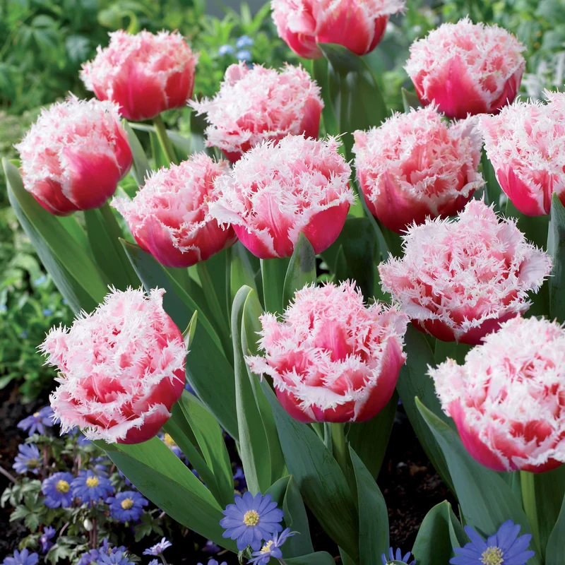 Gefranste Tulpen Kollektion: 'Queensland' + 'Mascotte' + 'Vaya con Dio' (x15)
