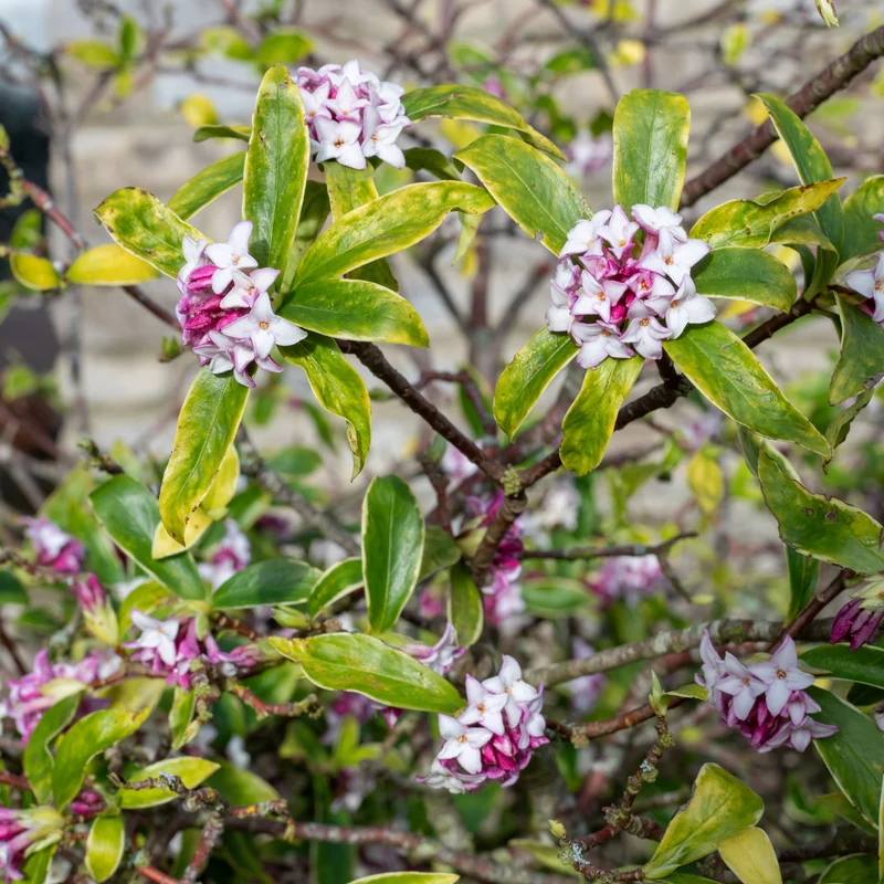 Seidelbast ‘Perfume Princess’®
