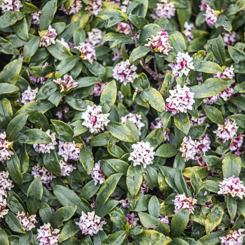 Seidelbast ‘Perfume Princess’®