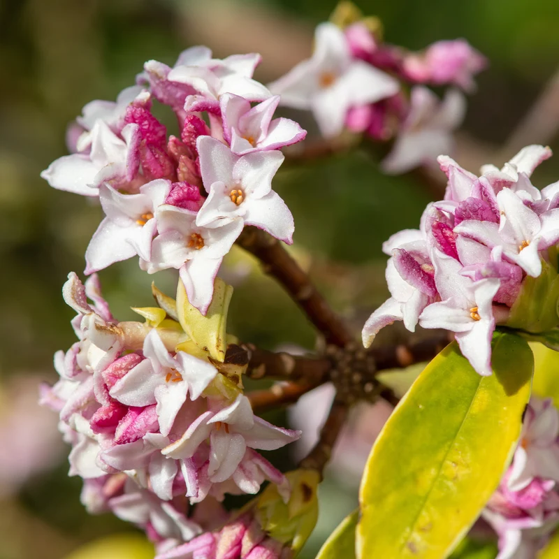 Seidelbast ‘Perfume Princess’®