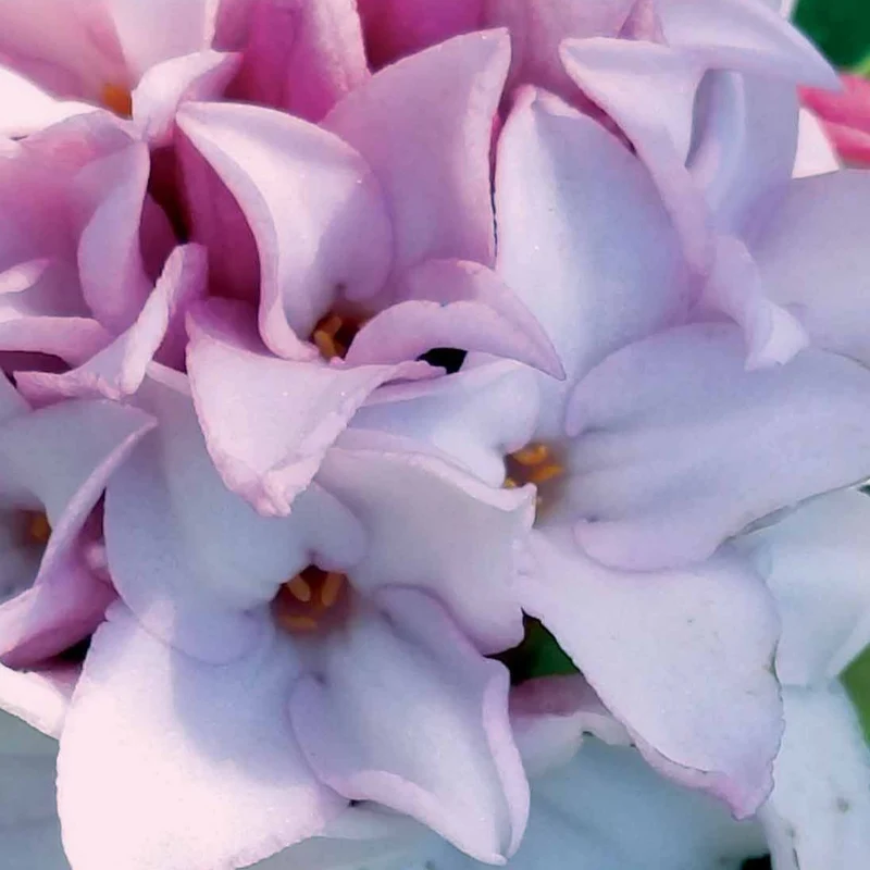 Seidelbast ‘Perfume Princess’®