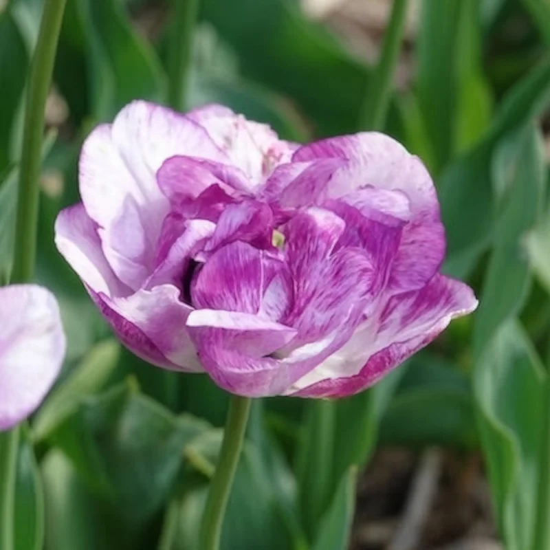 Pfingstrose Tulpe 'Shirley Double' (x5)