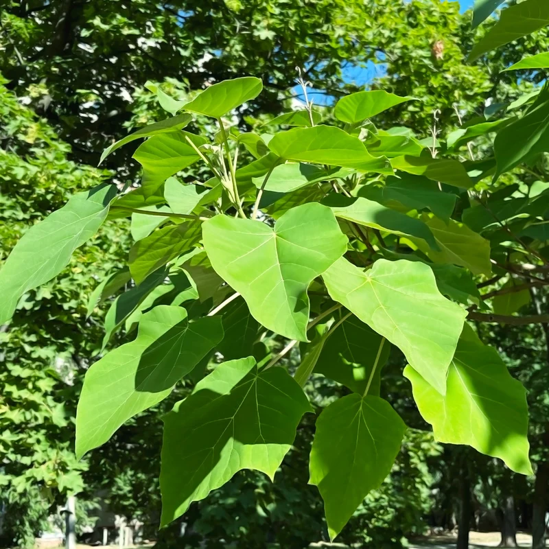Blauglockenbaum