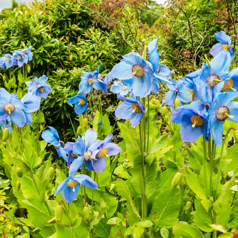 Blauer Tibet-Scheinmohn (x2)