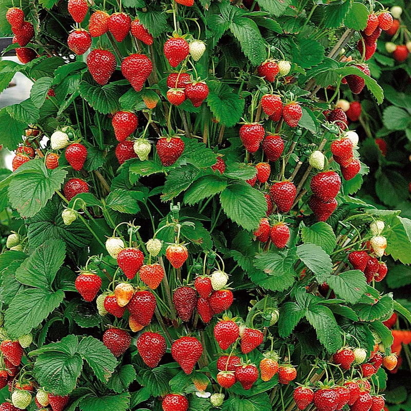Hängeerdbeere 'Mount Everest'