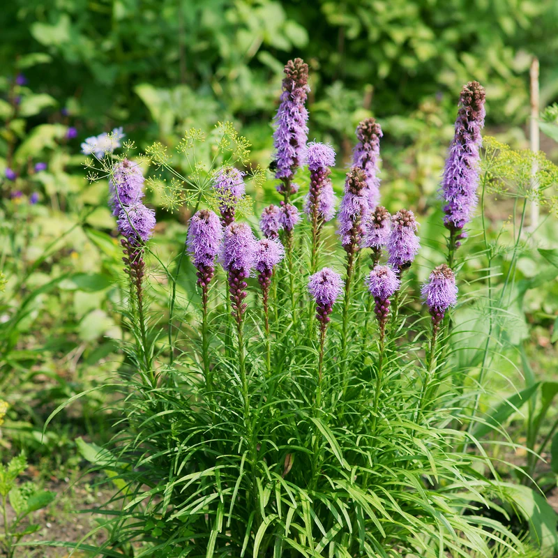 Prachtscharte (x25)