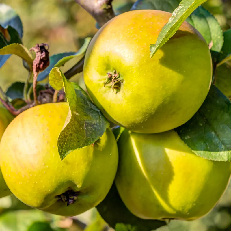 Apfelbaum ‘Golden Delicious’