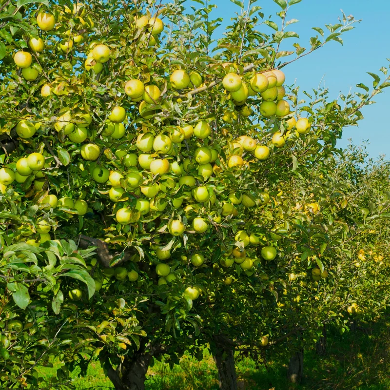 Apfelbaum ‘Golden Delicious’