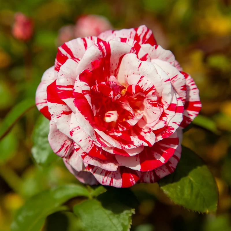 Strauchrose Candy Stripe
