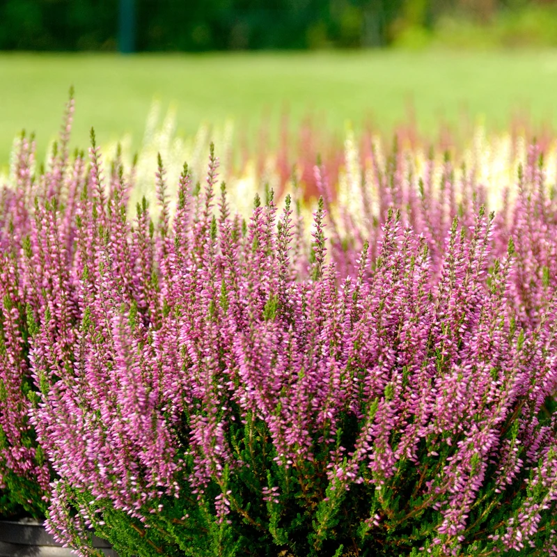 Sommerheide rosa, grünlaubig (x3)
