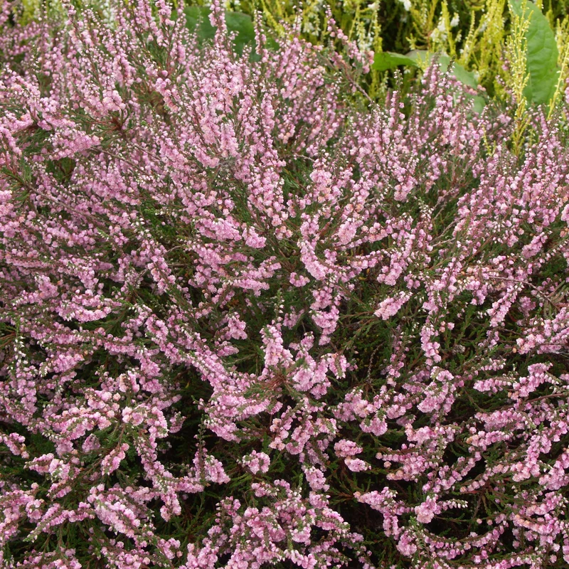 Sommerheide rosa, grünlaubig (x3)