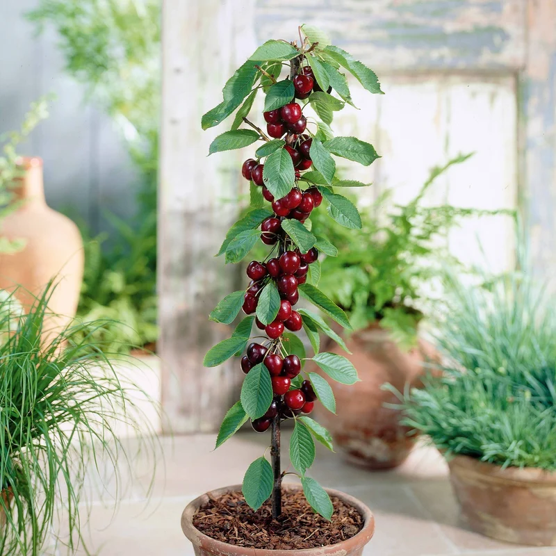 Säulenförmiger Kirschbaum 'Sylvia'