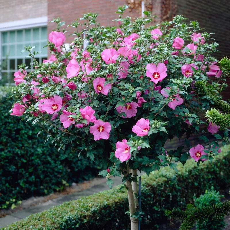 Hibiskus-Stämmchen