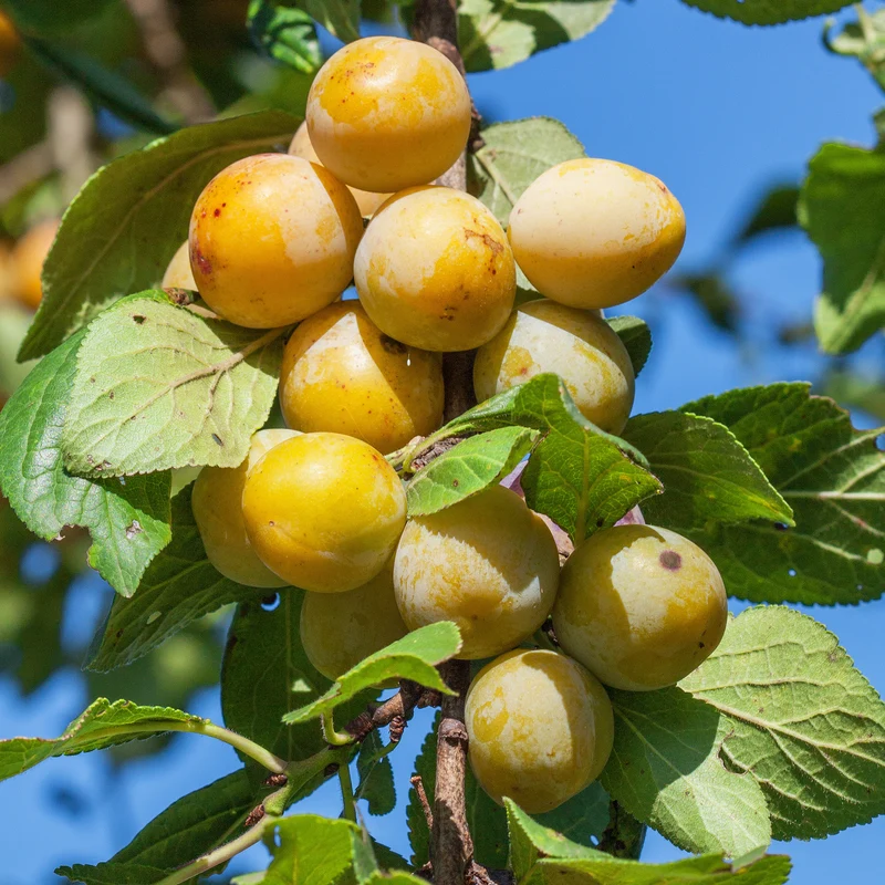 Pflaume Mirabelle von Nancy