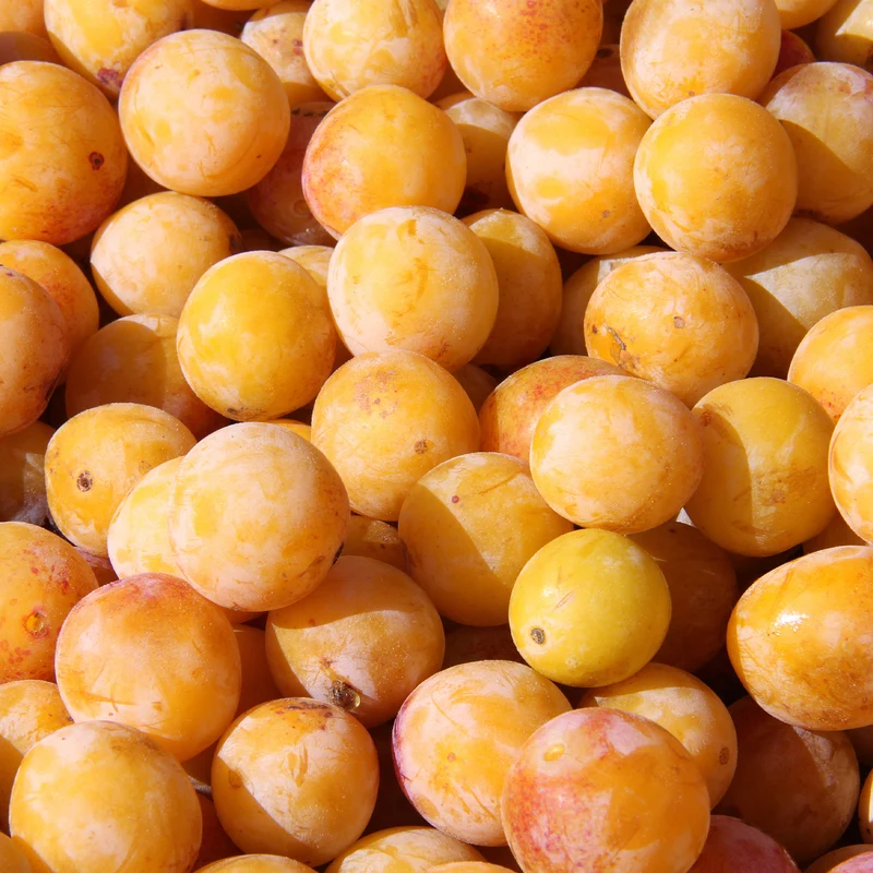 Pflaume Mirabelle von Nancy