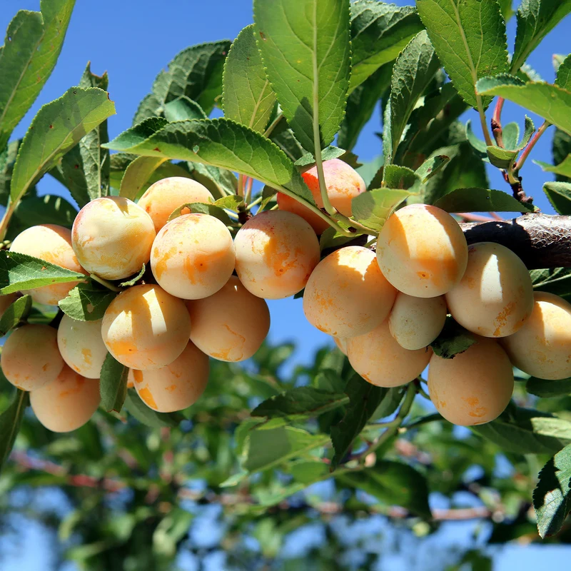Pflaume Mirabelle von Nancy