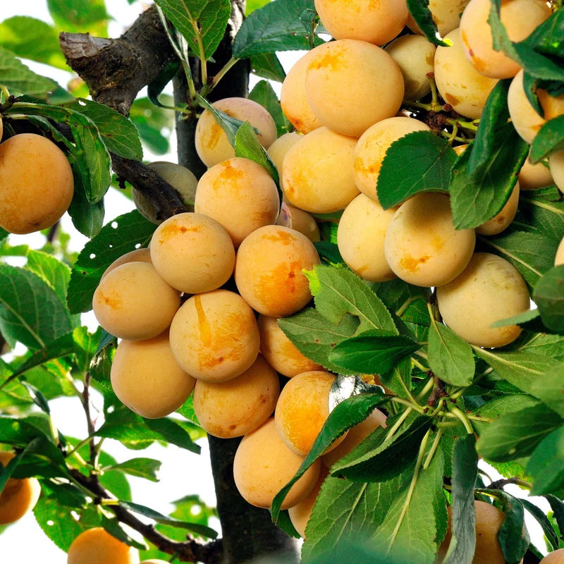 Pflaume Mirabelle von Nancy